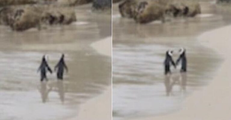 Πιγκουίνοι ακουμπούν τα πτερύγια τους λες και είναι πιασμένοι χέρι-χέρι και κάνουν ρομαντική βόλτα