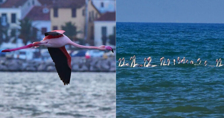 Το Ναύπλιο γέμισε με ροζ φλαμίνγκο