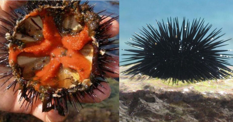 Πρόστιμα  «φωτιά» σε όσους μαζεύουν αχινούς από την παραλία