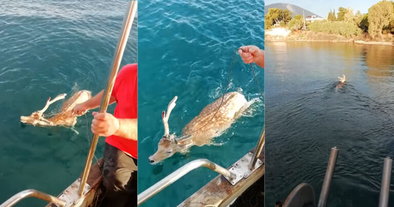 Εύβοια: Ψαράς έσωσε ελάφι που βρήκε στα ανοιχτά της θάλασσας όταν πήγε για ψάρεμα