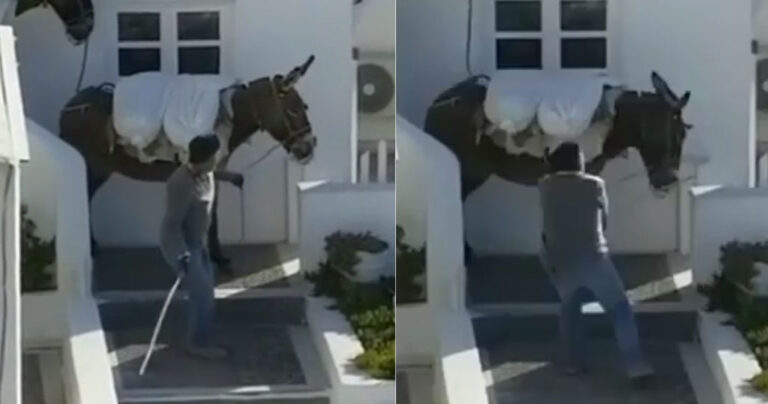 Σαντορίνη: Άντρας χτυπάει με μπαστούνι γαϊδουράκι στο πρόσωπο με όλη του τη δύναμη