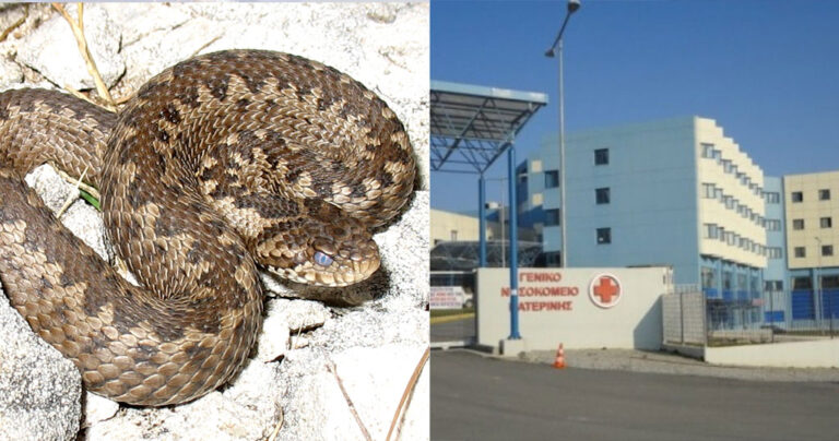 Πιερία: Οχιά δάγκωσε 22χρονο και δεν υπήρχε αντίδοτο σε όλο το νομό