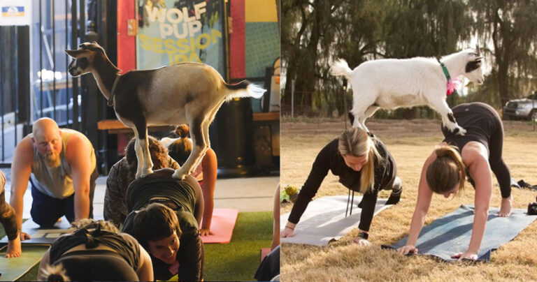 Η νέα μόδα στη γιόγκα είναι με μια γίδα στην πλάτη