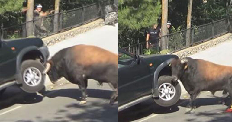 Ταύρος επιτέθηκε σε τζιπ γεμάτο επιβάτες ενώ έτρεχε στον δρόμο