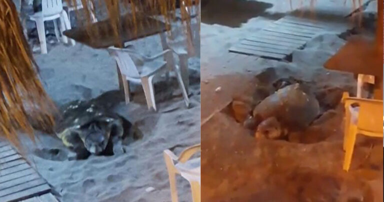 Καλαμάτα: Θαλάσσια χελώνα γέννησε τα αυγά της δίπλα σε τραπεζοκαθίσματα