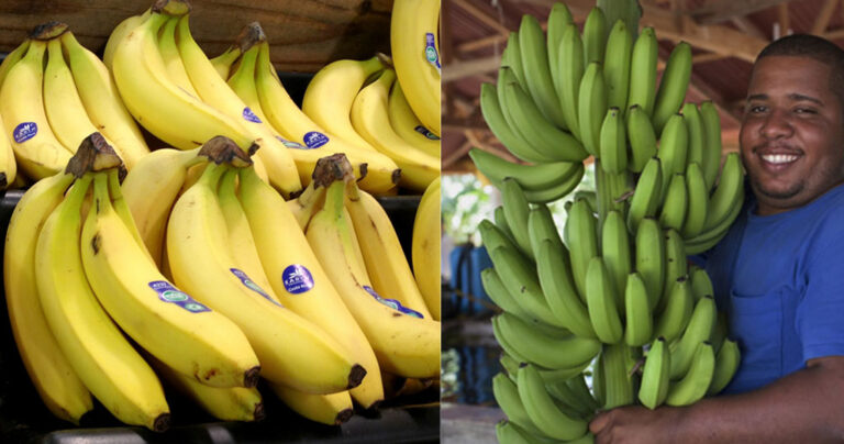 Παγκόσμια ανησυχία: Κινδυνεύουν να εξαφανιστούν οι μπανάνες