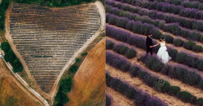 Κοζάνη: Xωράφι λεβάντας σε σχήμα καρδίας έχει γίνει σημείο φωτογράφησης για νεόνυμφα ζευγάρια