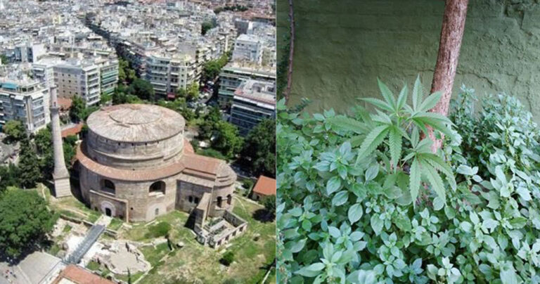 Θεσσαλονίκη: Φύτρωσε δενδρύλλιο κάνναβης στην Ροτόντα