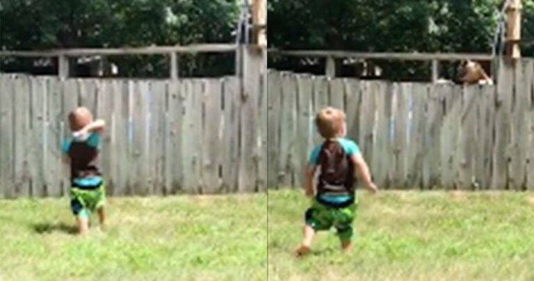 Δυο ετών μικρούλης και σκύλος παίζουν με μια μπάλα πάνω από έναν φράχτη