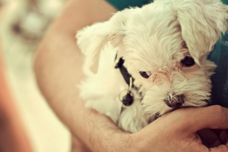 Κι οι σκυλογονείς, γονείς είμαστε