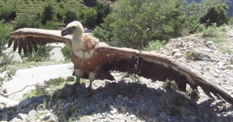 Η στιγμή που γύπας απελευθερώνεται από τον Σύλλογο Προστασίας και Περίθαλψης Άγριας Ζωής