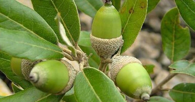 Φυτεύουμε βελανιδιές στα καμένα