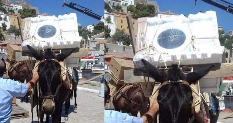 Σάλος με φωτογραφία πλυντήριου πάνω σε μουλάρι σε ελληνικό νησί