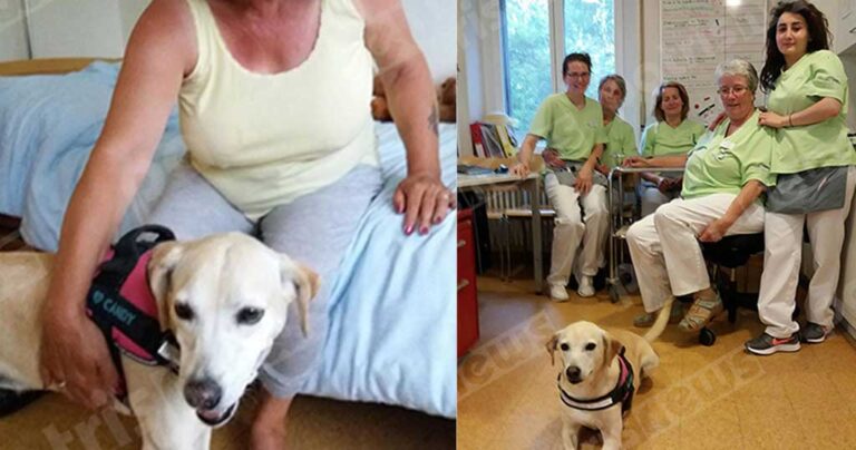 Πρώην αδέσποτο στον Πύργο έγινε σκύλος θεραπείας στην Ελβετία