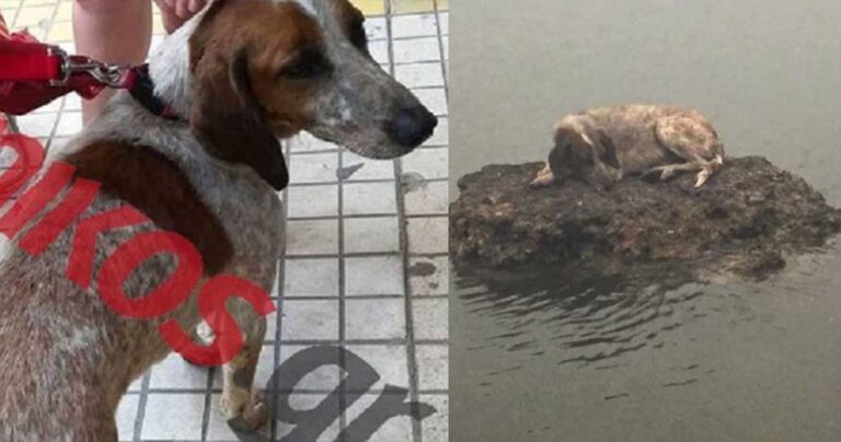 Αυτό είναι το σκυλάκι που βρήκε καταφύγιο σε βράχο για να σωθεί από τη φωτιά