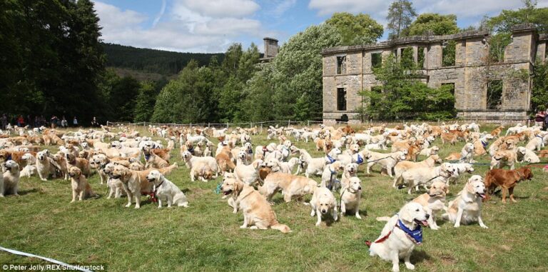 361 Γκόλντεν Ριτρίβερ μαζεύτηκαν για να γιορτάσουν τα 150 χρόνια της ράτσας