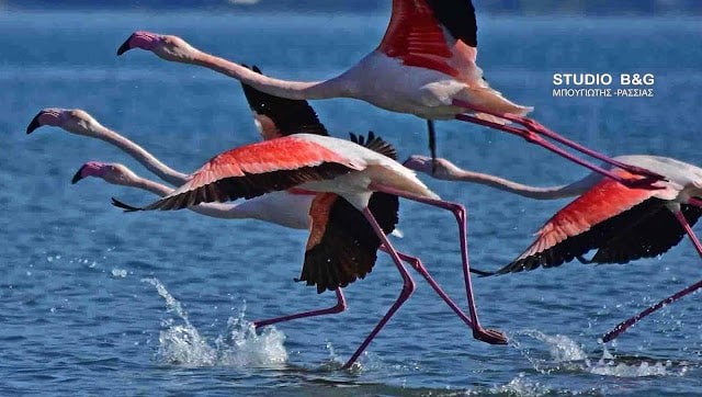 Το Ναύπλιο γέμισε με ροζ φλαμίνγκο 3 argolida flamingko1
