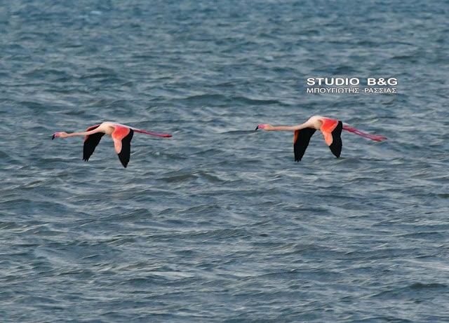argolida flamingko10