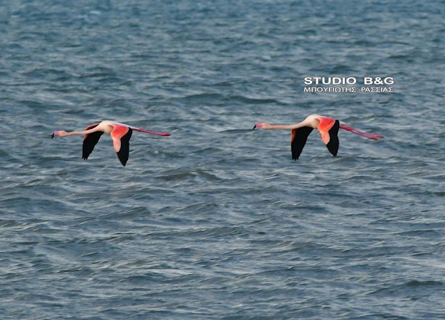 Το Ναύπλιο γέμισε με ροζ φλαμίνγκο 8 argolida flamingko10