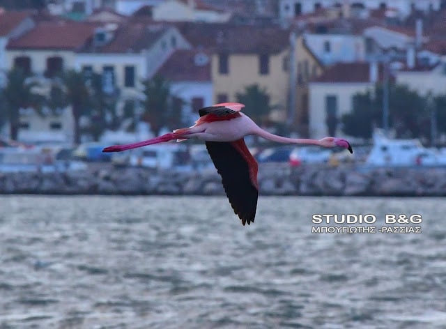 Το Ναύπλιο γέμισε με ροζ φλαμίνγκο 5 argolida flamingko11