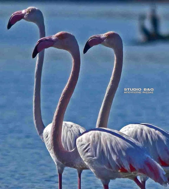 Το Ναύπλιο γέμισε με ροζ φλαμίνγκο 2 argolida flamingko2