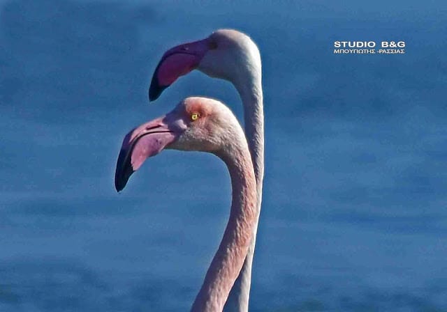 argolida flamingko4