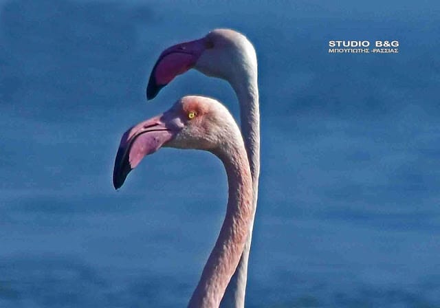 Το Ναύπλιο γέμισε με ροζ φλαμίνγκο 1 argolida flamingko4
