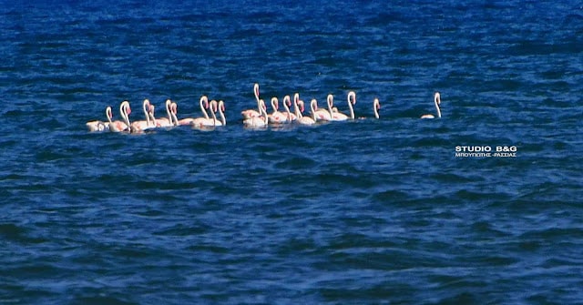 Το Ναύπλιο γέμισε με ροζ φλαμίνγκο 9 argolida flamingko5