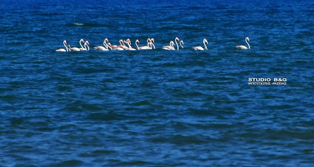 Το Ναύπλιο γέμισε με ροζ φλαμίνγκο 7 argolida flamingko6