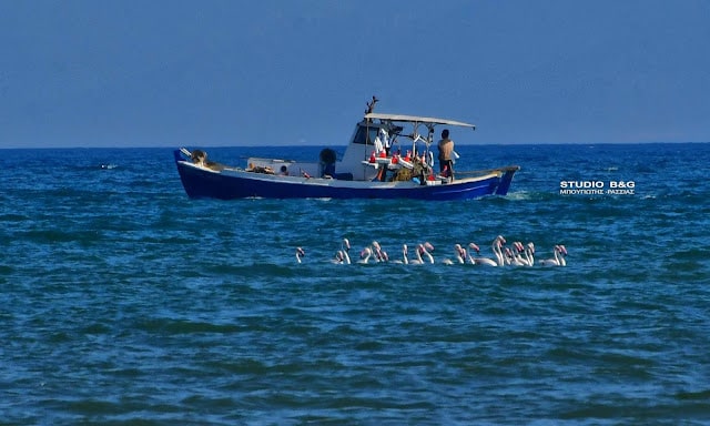 Το Ναύπλιο γέμισε με ροζ φλαμίνγκο 4 argolida flamingko7