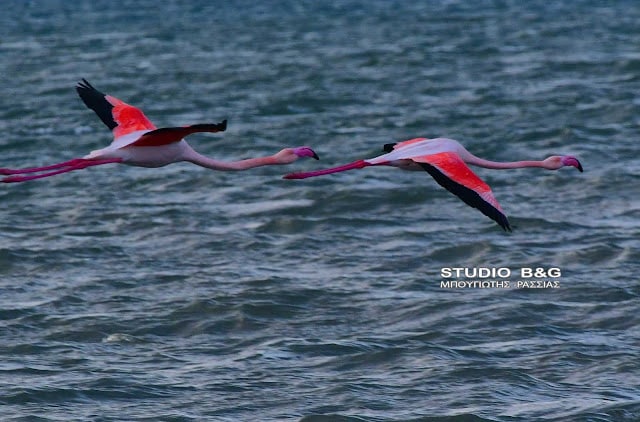 Το Ναύπλιο γέμισε με ροζ φλαμίνγκο 10 argolida flamingko9
