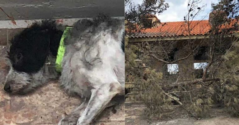 Σκύλος δεν εγκατέλειψε τον νεκρό ιδιοκτήτη του παρά την πυρκαγιά