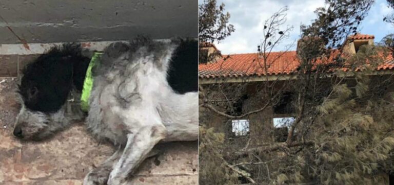 Αυτός είναι ο «Χάτσικο» στο Μάτι που δεν εγκατέλειψε τον νεκρό ιδιοκτήτη του