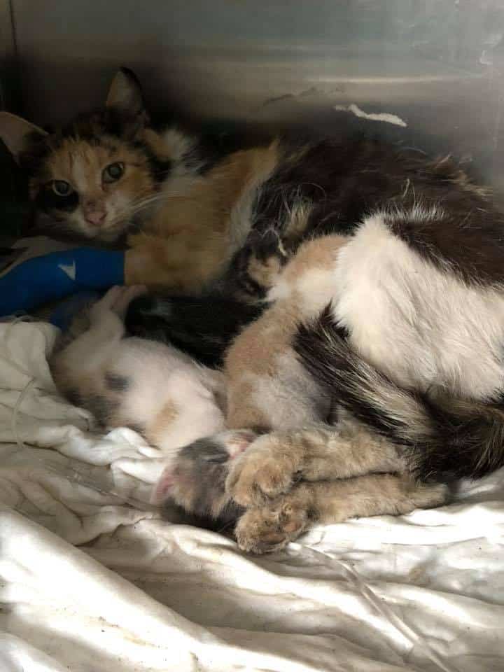 Τραυματισμένη και σοκαρισμένη βρέθηκε και μία γάτα με τα γατάκια της.
