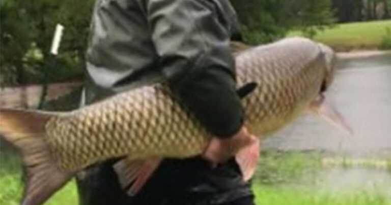 Άντρας έσωσε τεράστιο ψάρι που είχε παρασυρθεί από τυφώνα