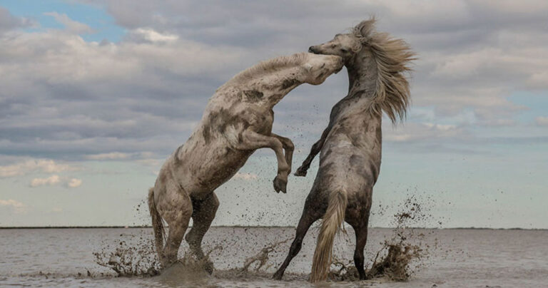 Oι νικητήριες φωτογραφίες του διαγωνισμού διατήρησης της φύσης για το 2018