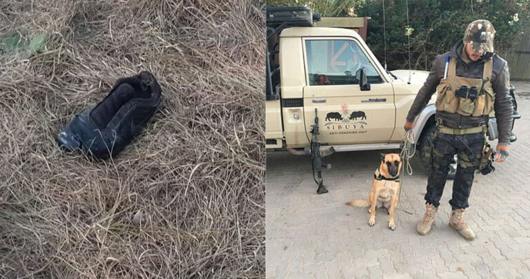 Ένα παπούτσι είναι το απέμεινε από λαθροκυνηγό που τον έφαγαν λιοντάρια ενώ κυνηγούσε ρινόκερους