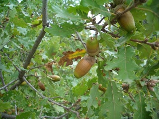 quercus pubescens