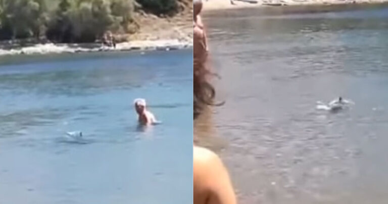 Σκύρος: Δελφίνι βγήκε στα ρηχά για να παίξει με τους λουόμενους