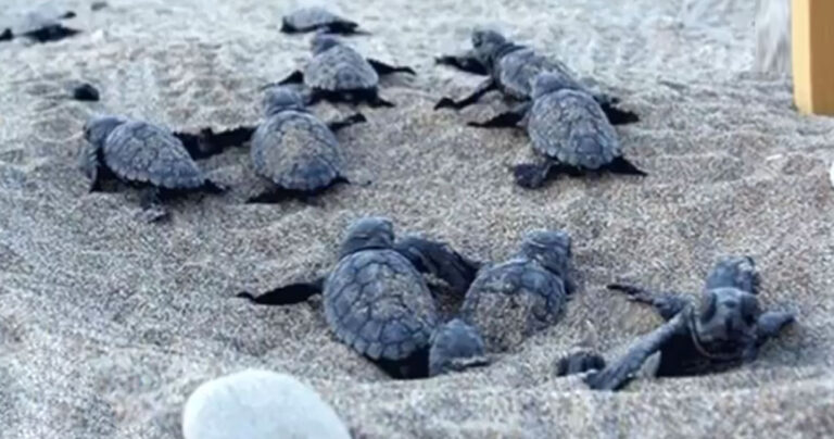 Πρέβεζα: Εμφανίστηκαν τα πρώτα νεογέννητα χελωνάκια καρέτα-καρέτα