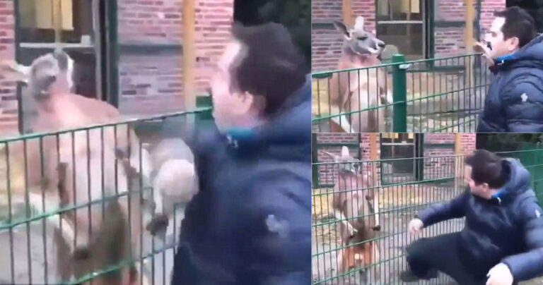 Τούρκος τηλε‑ιεροκήρυκας γρονθοκόπησε καγκουρό και προκάλεσε σάλο