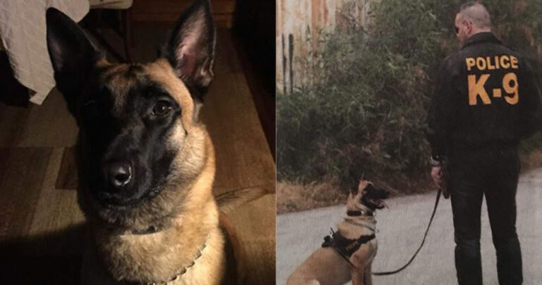 Η ΕΛ.ΑΣ αποχαιρετά τον αστυνομικό σκύλο της Κ9 ANUK: «Δεν θα σε ξεχάσουμε»