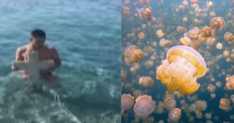 «Θαύμα» στον Κορινθιακό: Ευλόγησαν τα νερά κι εξαφανίστηκαν όλες οι τσούχτρες