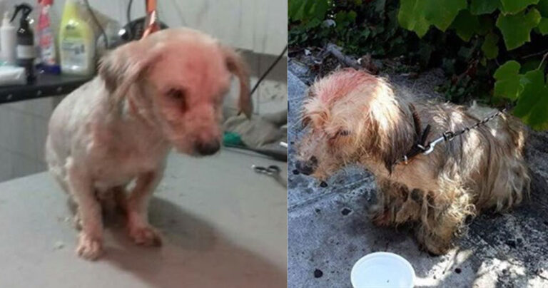 Κέρκυρα: Πρόστιμο 30.000 ευρώ σε 62χρονο που περιέλουσε σκυλάκι με πετρέλαιο