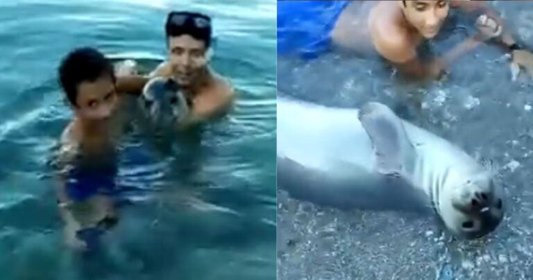 Φώκια monachus monachus κολυμπά μαζί με οικογένεια στη Σκόπελο