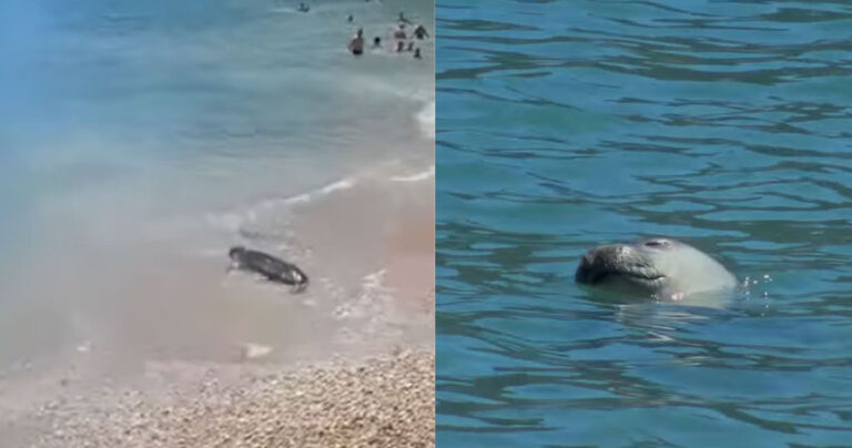 Φώκιες εμφανίστηκαν σε παραλίες στη Σκόπελο και την Αλόννησο