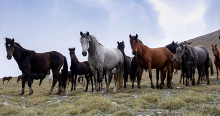 Άγρια άλογα του Ολύμπου: Οι απόγονοι του Βουκεφάλα καλπάζουν ελεύθεροι