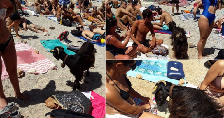Κρήτη: Κατσίκα τρώει το μεσημεριανό της από τους λουόμενους σε παραλία
