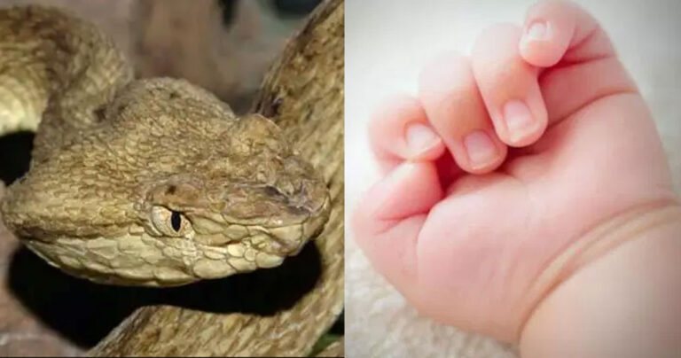 Πήλιο: Η οχιά πετάχτηκε και δάγκωσε μωρό. Το αγγελούδι αργοπέθαινε και δεν έκαναν τίποτα