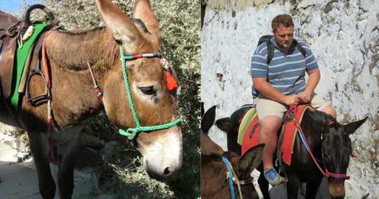 Τέλος η κακοποίηση γαϊδουριών στα ελληνικά νησιά με υπουργική απόφαση